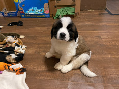 ODIN 6 WK..JPEG