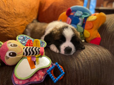 ODIN 6 WK.JPEG