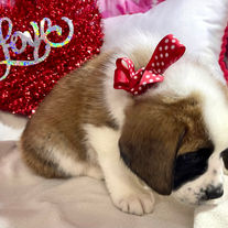Roxie 6wk