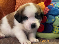 GHOST 4 wk..jpeg