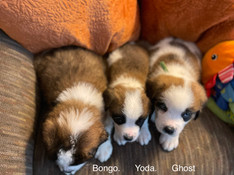Bongo, Yoda,Ghost.....JPEG