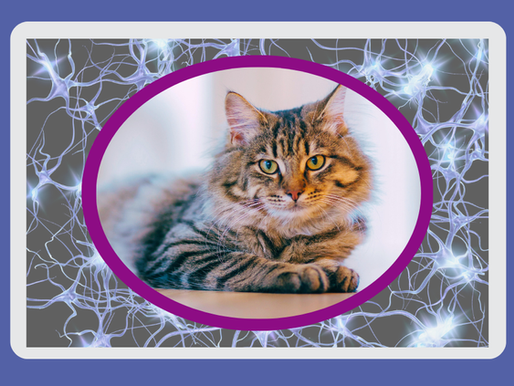 Why Brains Are Like Cats: Brain Science for Voice Education
