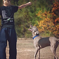 Person Training Dog