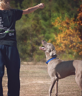 Animal Rescue and Care