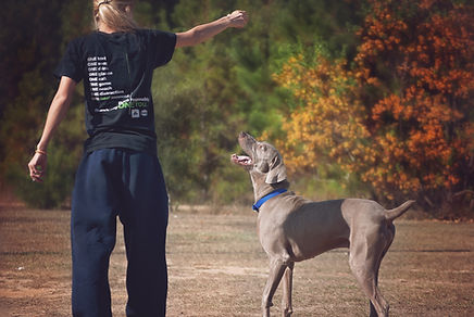 Animal Rescue and Care