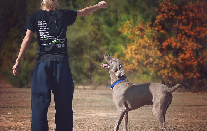 Person Training Dog