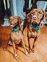 Birdie & Benny Mascots