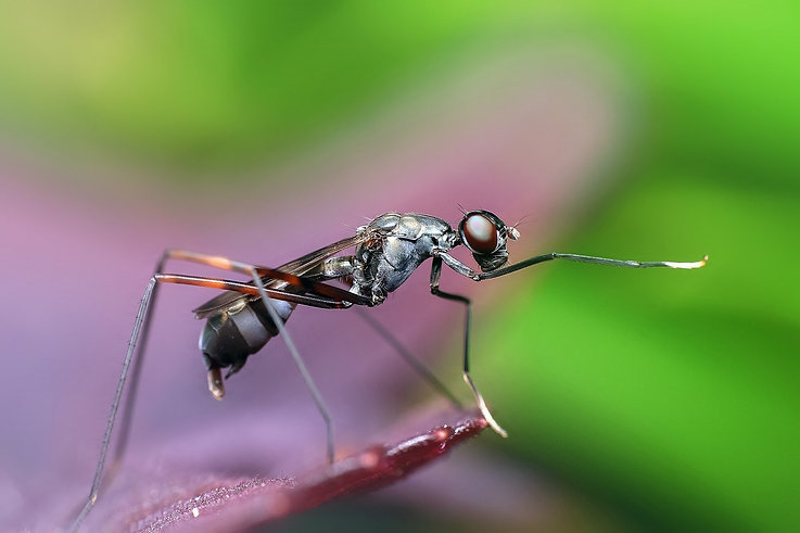 Dengue fever hoi an vietnam