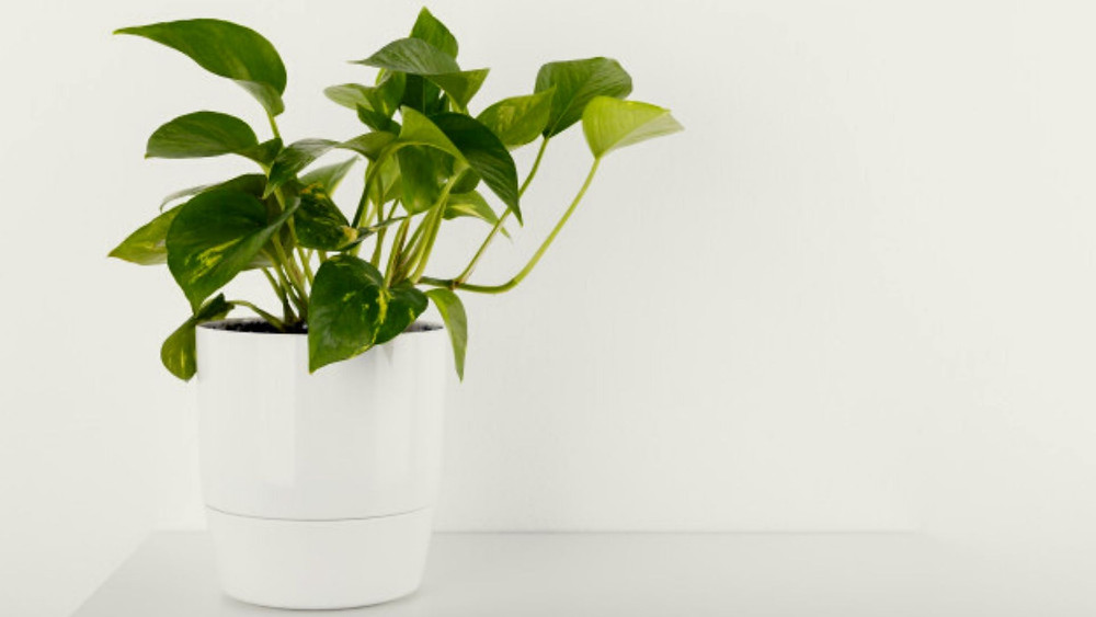 Ivy best home office plant