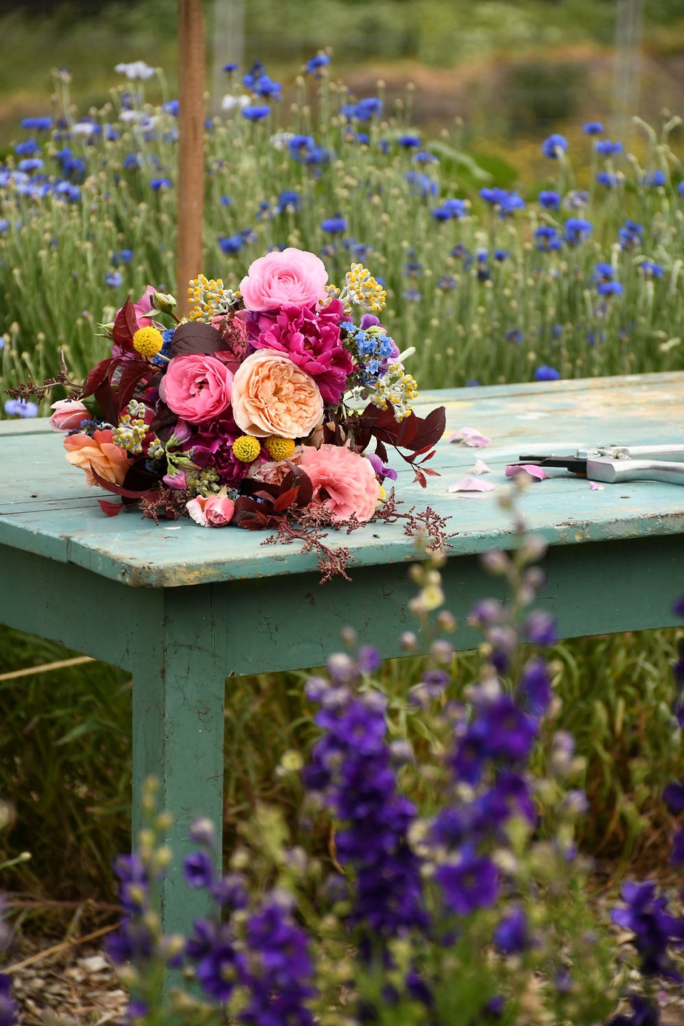 Our Top 5 Cold Hardy Flowering Annuals to sow in Autumn