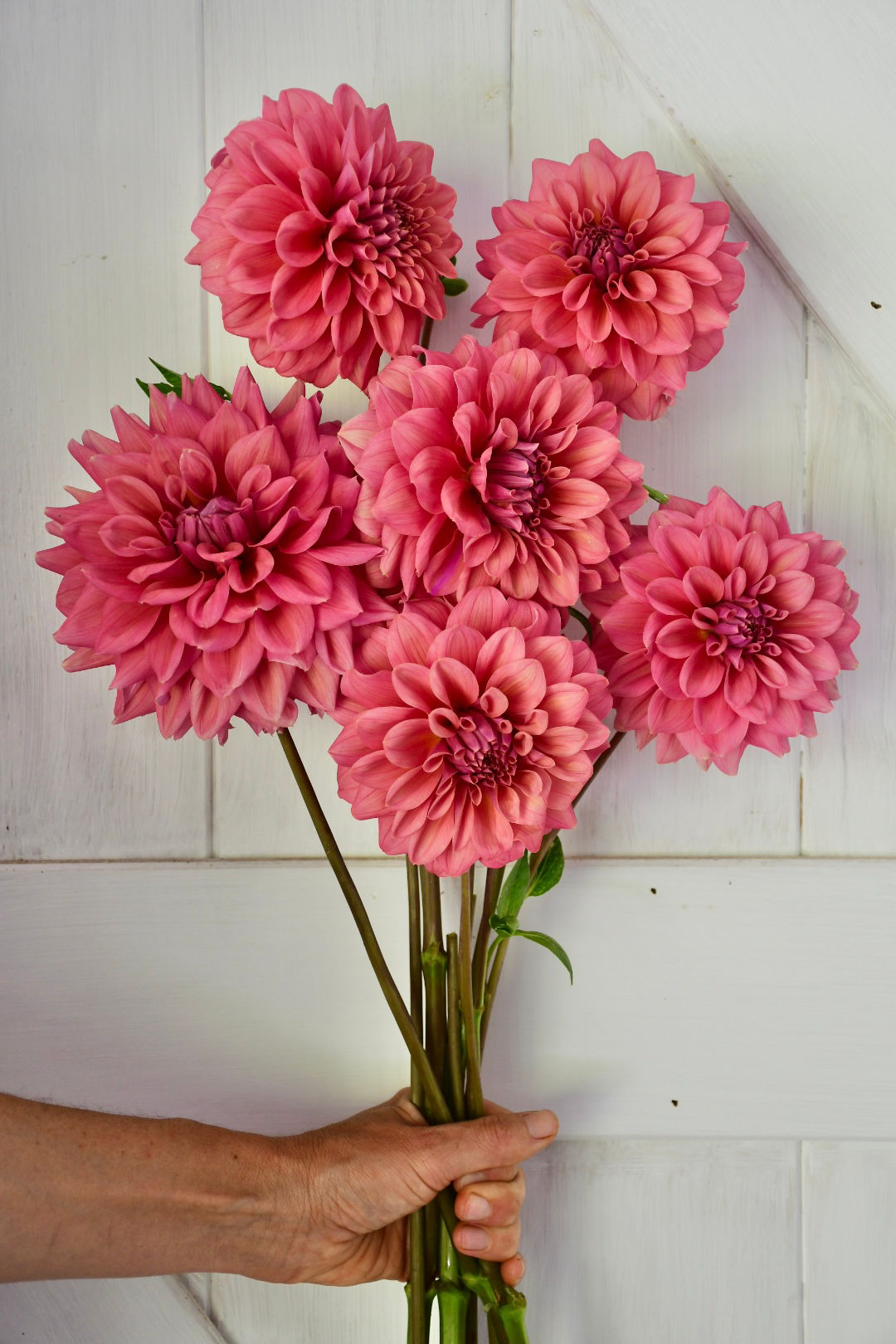 Dahlia Tuber- Lileah Caramel Rose