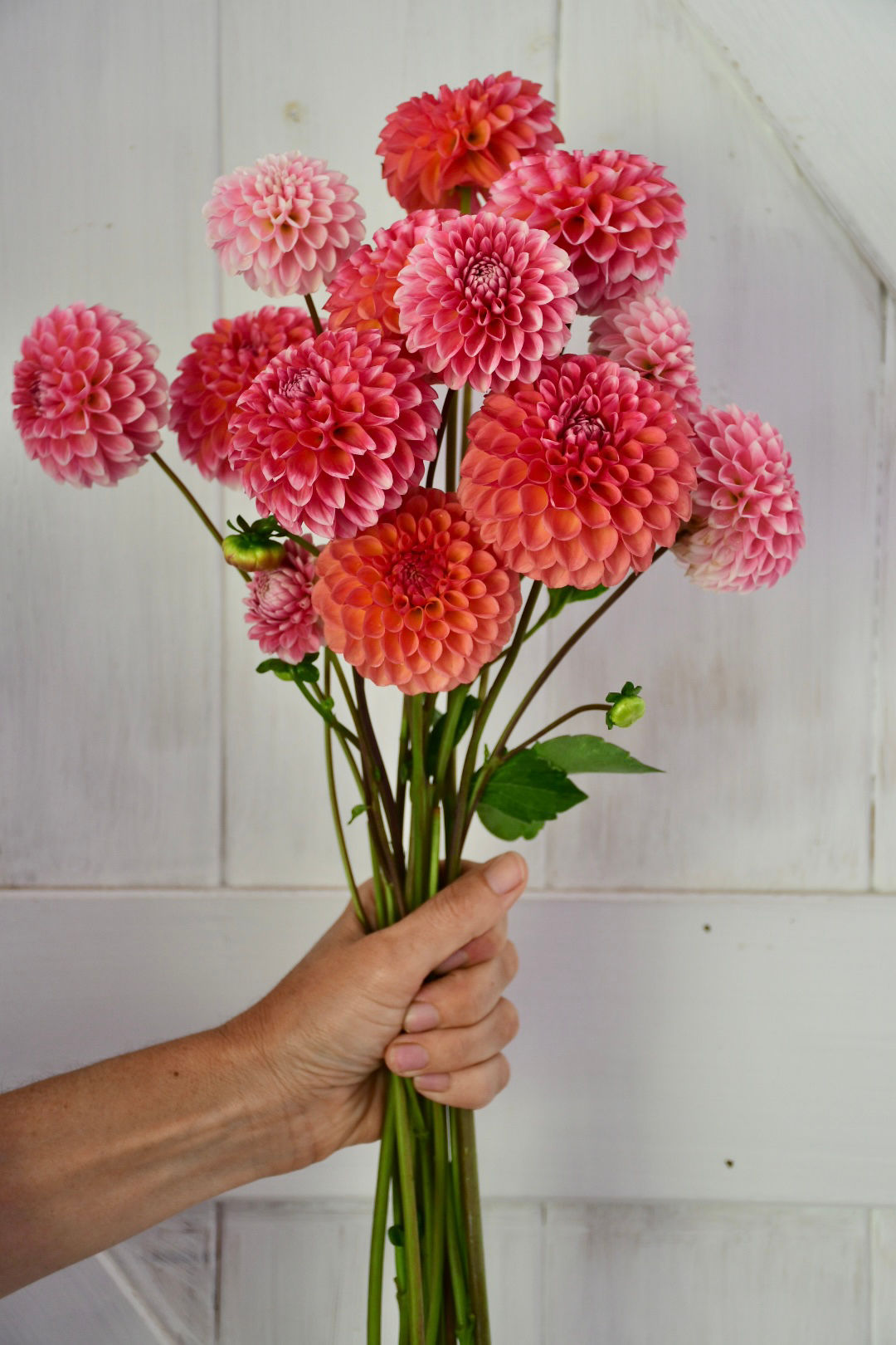 Dahlia Tuber- Florelie Angostura