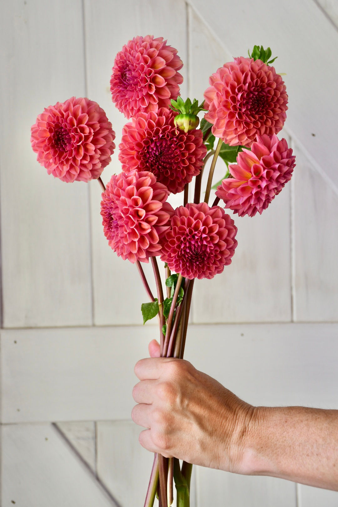 Dahlia Tuber- Peachy