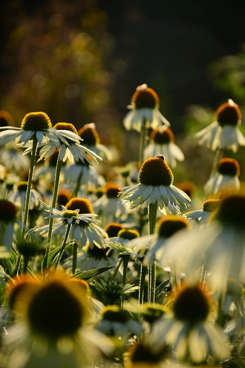 Thumbnail: Echinacea White Swan SEEDS