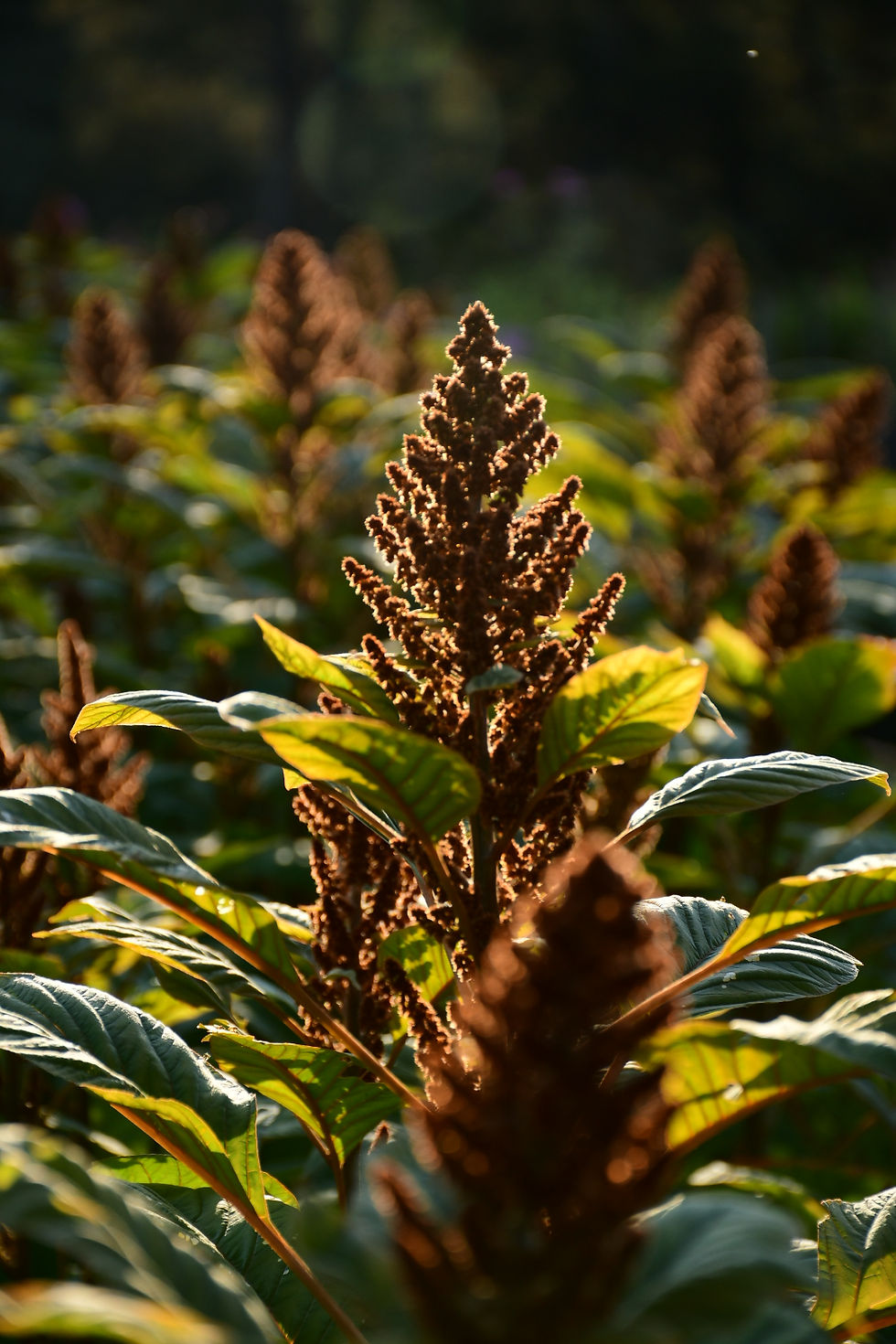 Thumbnail: Amaranth- Hot Biscuits SEEDS 