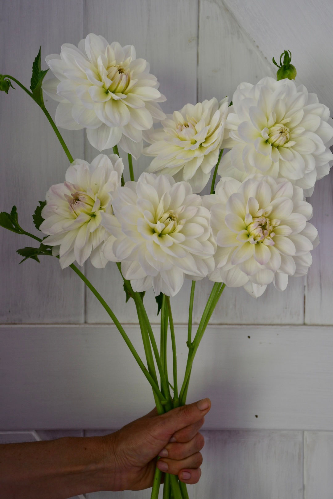 Dahlia Tuber- White Supreme