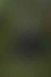 Alternative wedding couple with black wedding dress and black suit at oregon farmhouse