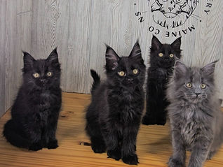 4 Maine Coon kitten siblings