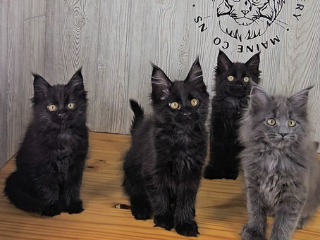 4 Maine Coon kitten siblings