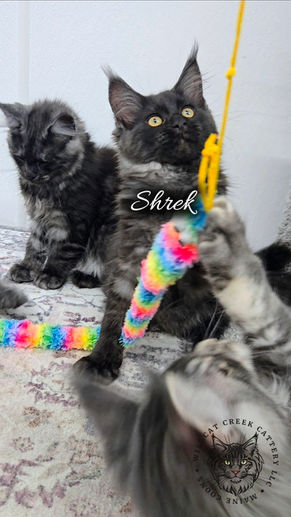 Maine Coon kittens for sale