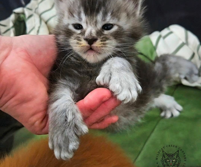 silver shaded polydactyl Maine Coon
