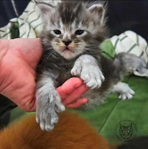 silver shaded polydactyl Maine Coon