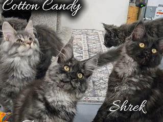 Maine Coon Kittens