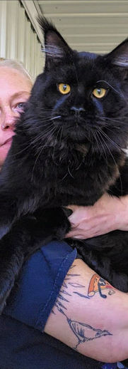 Maine Coon Cat for sale
