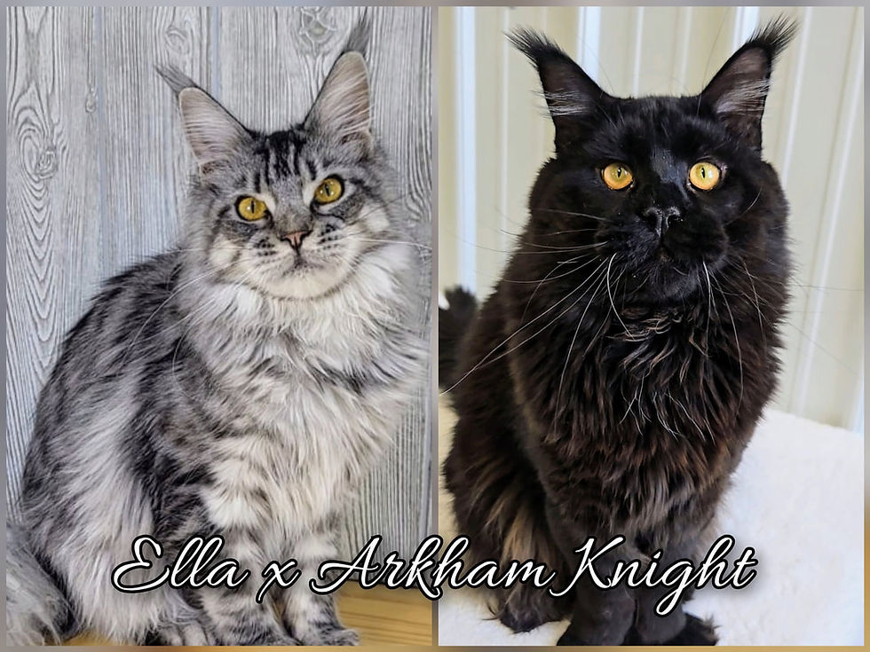 Ella (black silver tabby) x Arkham Knight (black polydactyl)