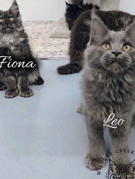 Maine Coon kitten for sale