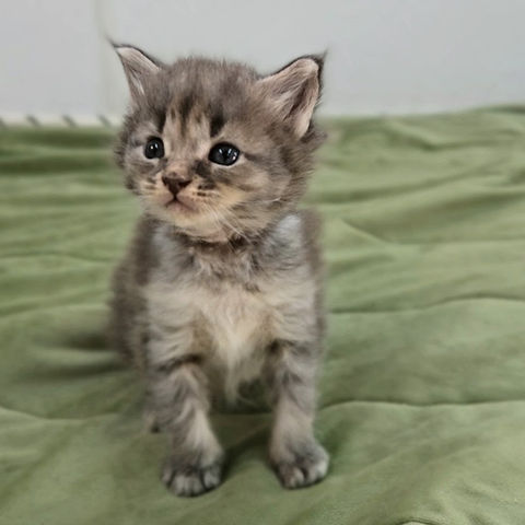 silver shaded Maine Coon kitten