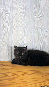 Maine Coon kittens for sale