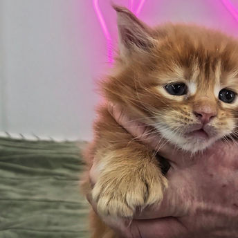 red tabby polydactyl Maine Coon kitten