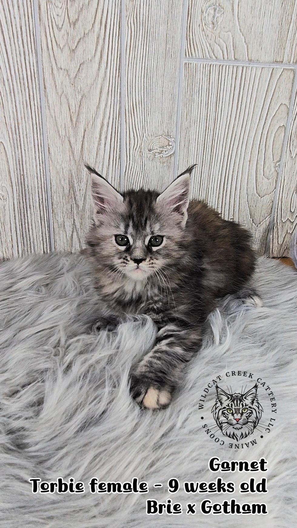 Maine Coon kittens for sale Indiana