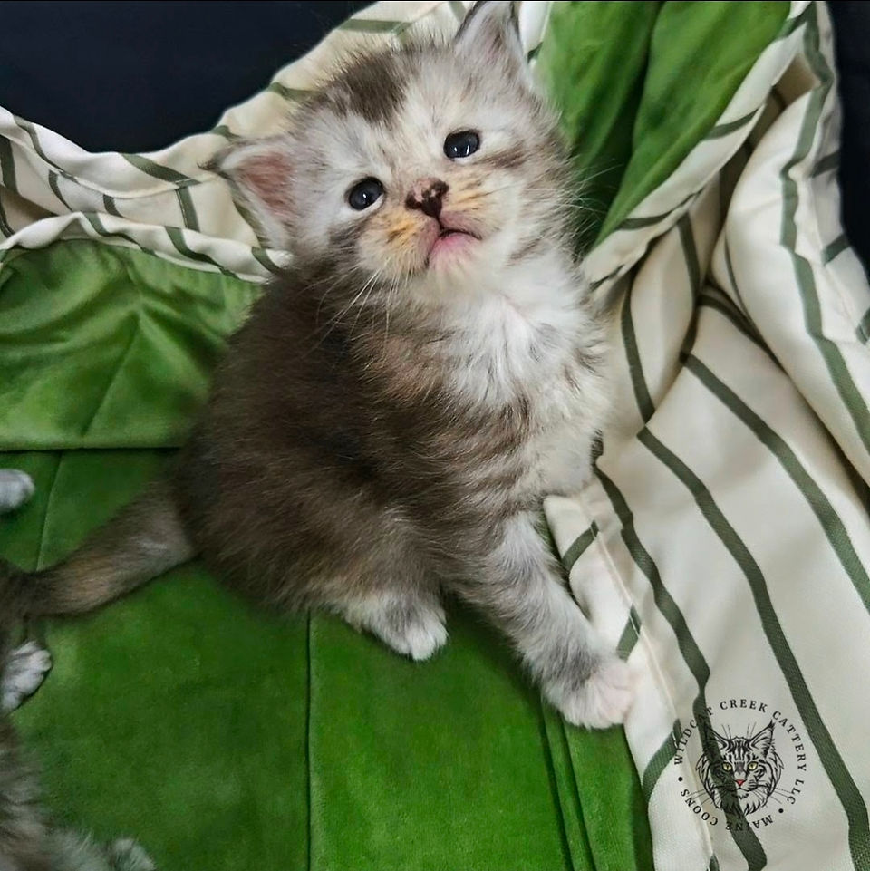 Maine Coon kittens for sale near me