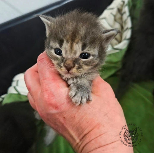 silver shaded maine coon kitten