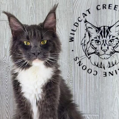 Maine Coon kittens for sale in Indiana