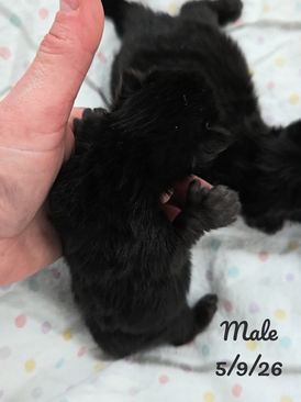 Maine Coon kittens for sale