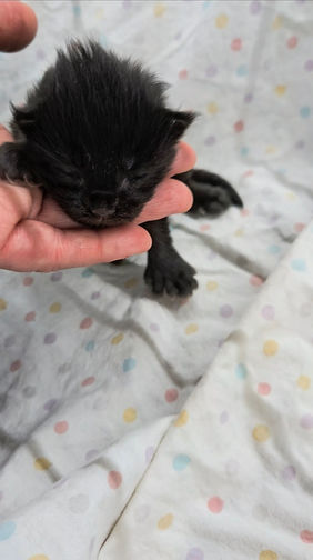 Maine Coon Kittens for sale