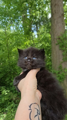 Maine Coon Kittens for sale