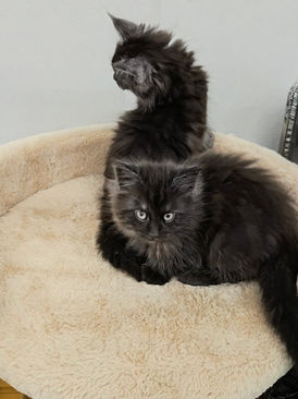 Maine Coon kittens for sale