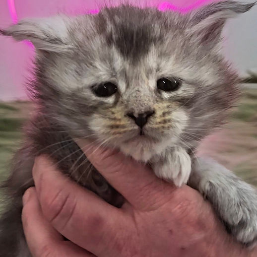 Silver shaded torbie Maine Coon Kitten
