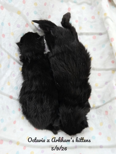 Maine Coon Kittens for sale