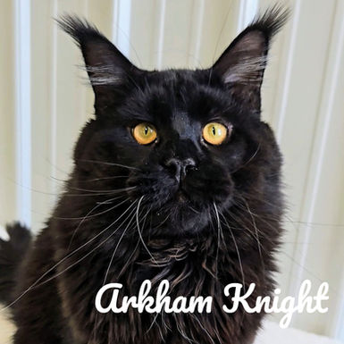 Black Polydactyl Male Maine Coon Cat