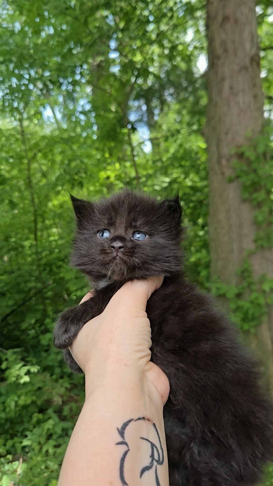 Writer: Wildcat Creek Cattery LLC Maine Coons