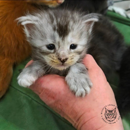 Silver Shaded Torbie Maine Coon Kitten