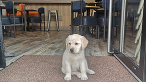 Séances d'éducation chiot, la famille de Thyia vous raconte 