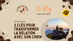 les 3 clés pour transformer sa relation avec son chien 