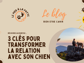 les 3 clés pour transformer sa relation avec son chien
