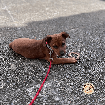 Chiot apaisé et calme avec son jouet, illustrant l'accompagnement d'Aurore Béziade pour les familles nombreuses novices avec un chien. Éducation canine positive et sérénité au quotidien.